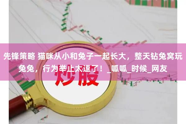 先锋策略 猫咪从小和兔子一起长大，整天钻兔窝玩兔兔，行为举止太逗了！_呱呱_时候_网友