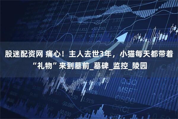 股迷配资网 痛心！主人去世3年，小猫每天都带着“礼物”来到墓前_墓碑_监控_陵园